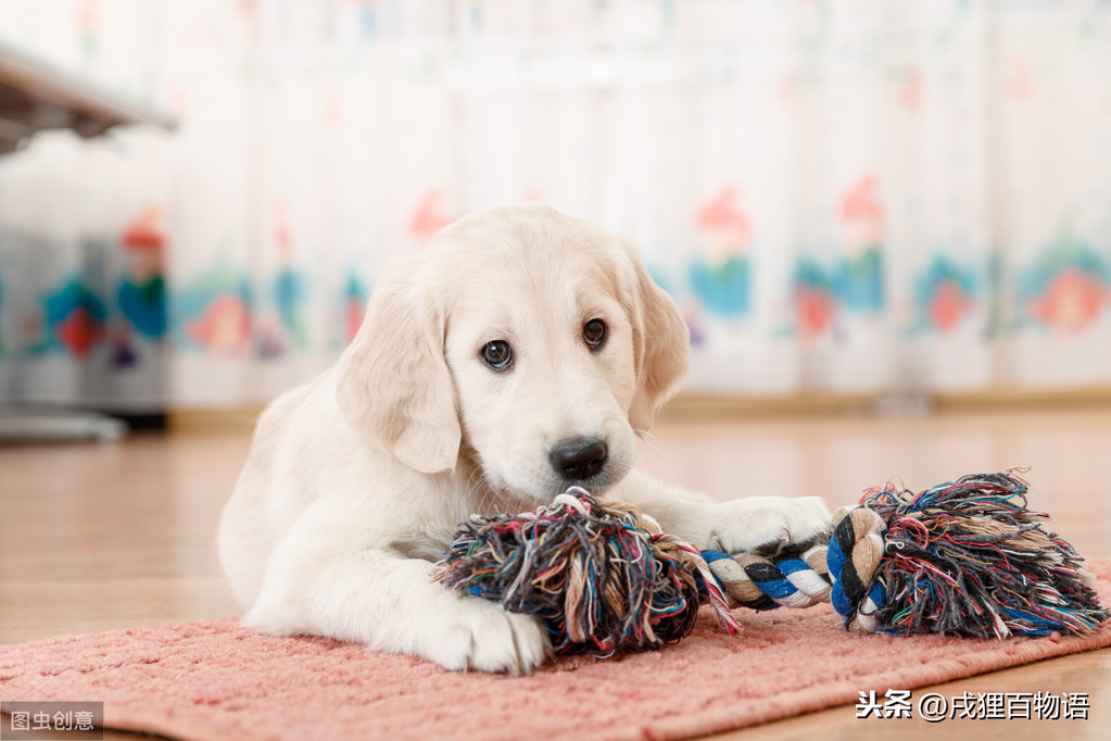 铲屎官被自家狗做了的原因（详解：被养的狗弄了怎么解决）