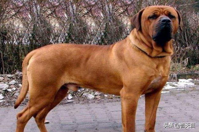 最强的十种猎犬介绍（什么猎犬最好养）