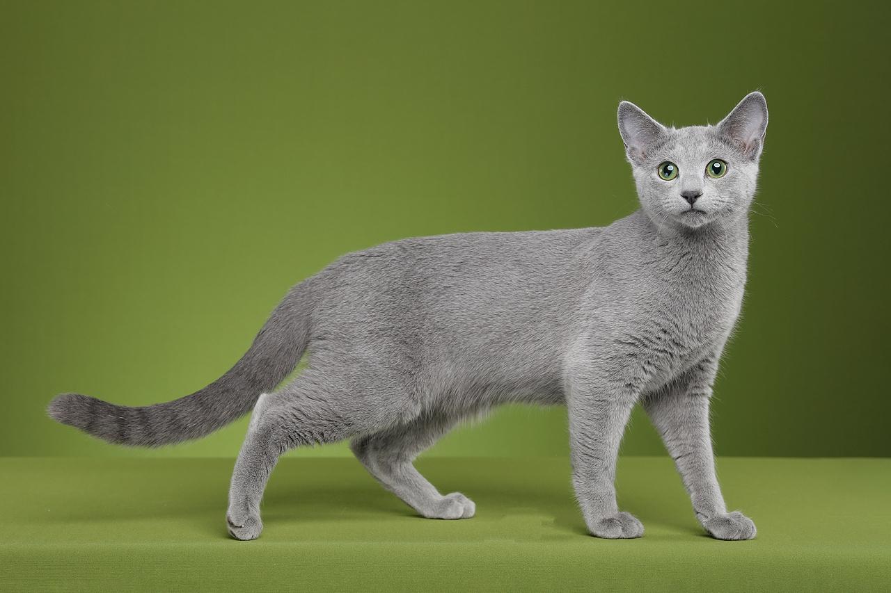 猫的图片大全大图侧面（看图识小猫猫品种大全）