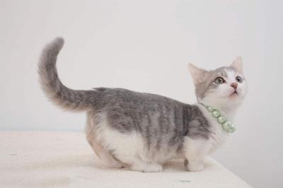 猫躺着甩尾巴什么意思（猫咪尾巴会表达哪些情绪）