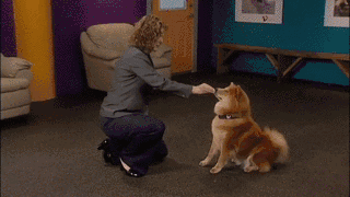 狗狗训练方法都有哪些呢