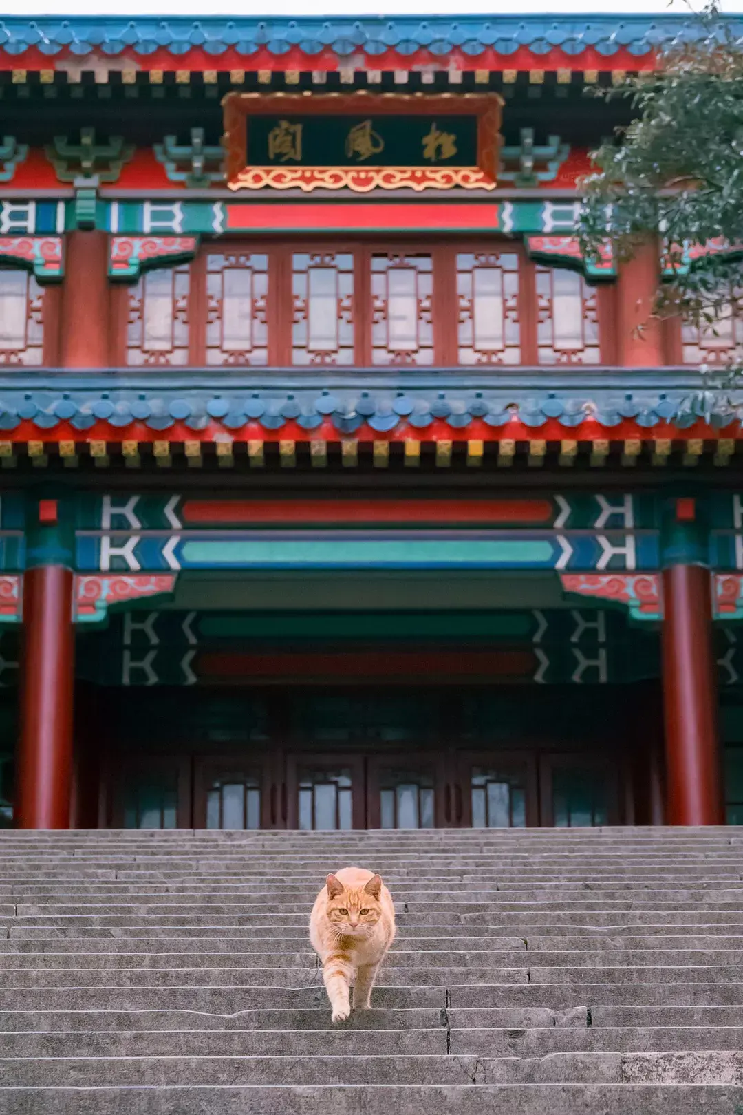 萌猫图片大全（猫咪图片可爱又呆萌）