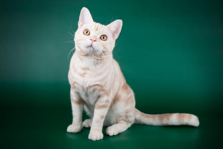 美短什么花纹最昂贵呢(附:美短最贵最值钱品相)