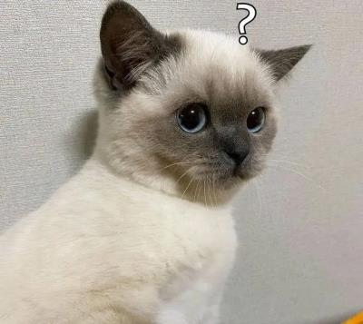 公猫绝育后性格会变吗（为什么我的猫绝育后性情大变）