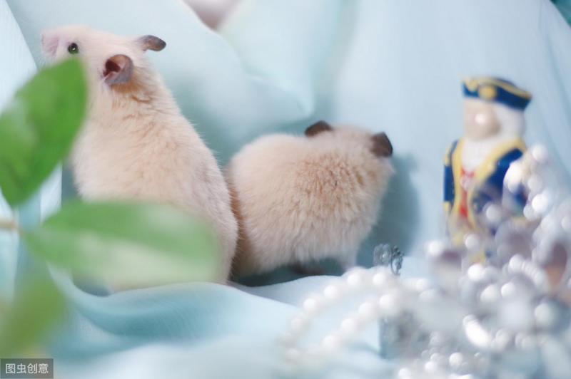 金丝熊怀孕快生前的表现（详解：金丝熊临产前一天的征兆）