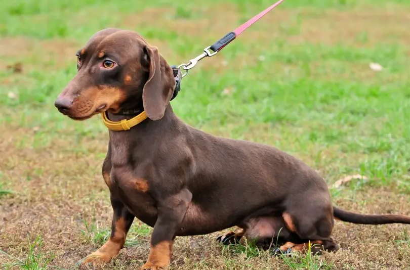 细诉腊肠犬的优点及缺点（腊肠犬为什么被禁养呢）