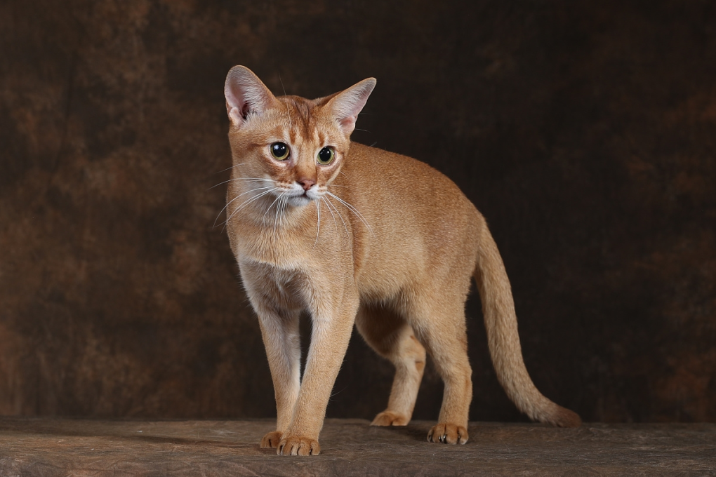 阿比西尼亚猫图鉴