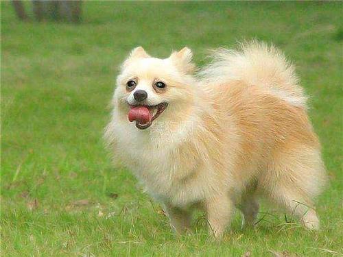 狗狗身上出现红点的原因