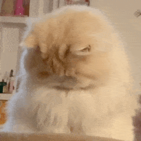 治愈人的猫咪图片合集（盘点抖音最火的猫猫头像）