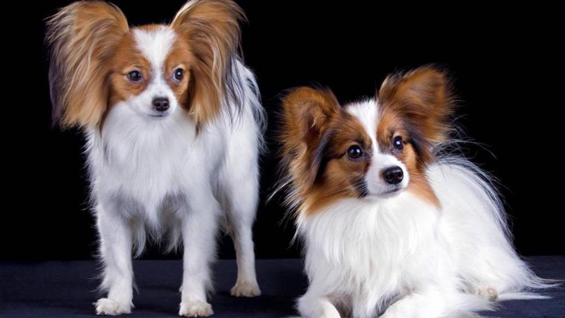 盘点十种好养的狗狗（养什么狗最省心）