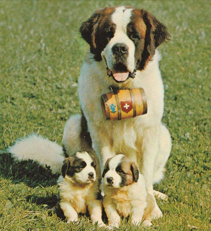 圣伯纳犬好养吗（详解：养圣伯纳犬的优缺点）