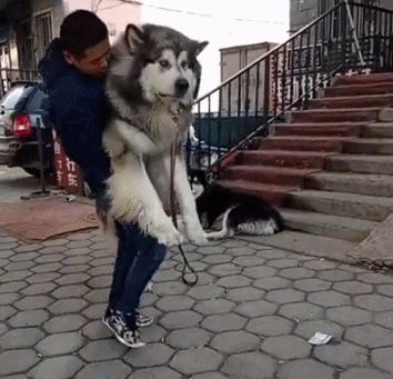 分享五个饲养阿拉斯加犬的理由（阿拉斯加犬好养吗）