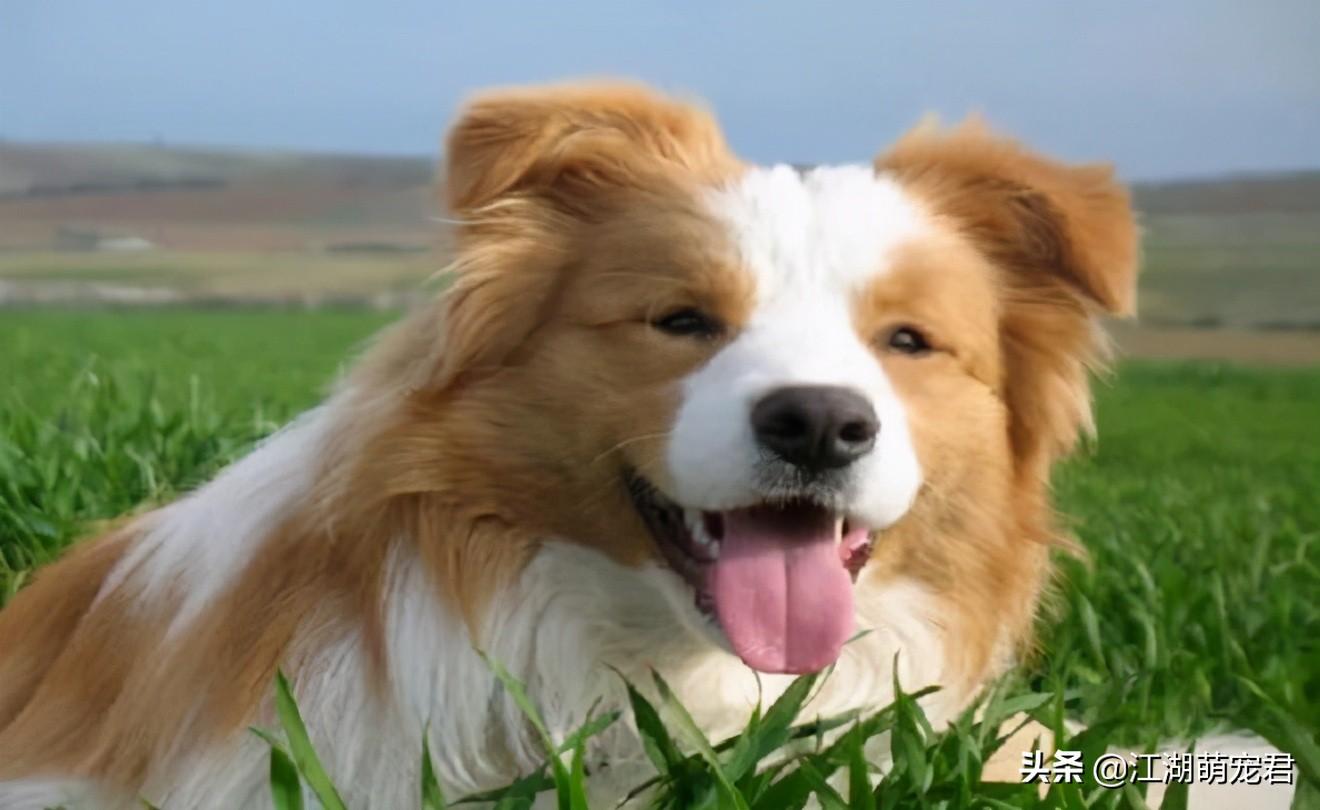 养边牧的注意事项与窍门（边境牧羊犬好养吗）