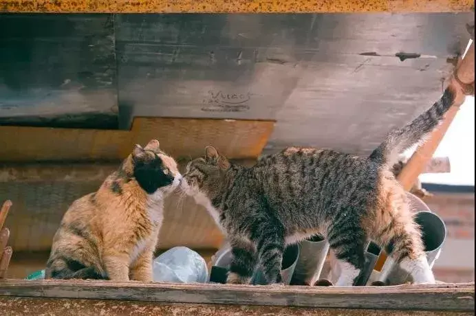 萌猫图片大全（猫咪图片可爱又呆萌）