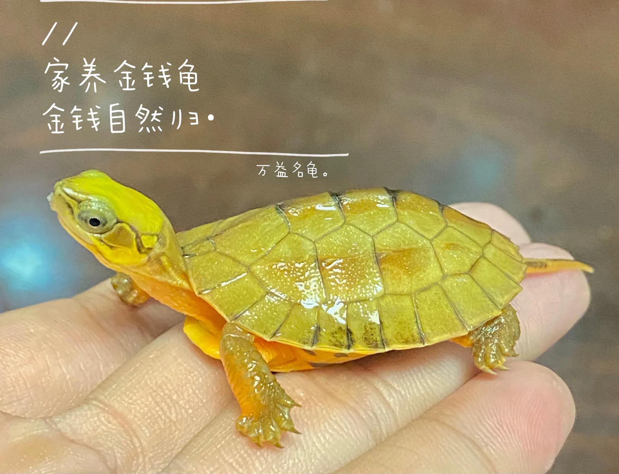 家庭式金钱龟养殖方法（金钱龟怎么养）