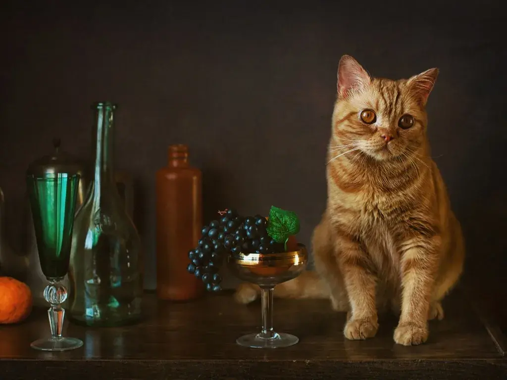 了解猫咪绝不能吃的食物(猫能吃火腿肠吗)