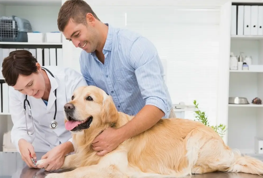 狗狗恨铲屎官的原因