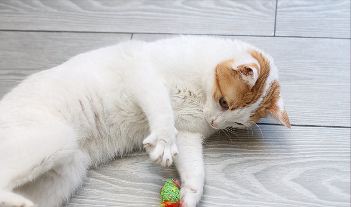 为何猫咪一边呼噜一边踩奶（附：一只猫在你家过得“滋润”有这7大表现）