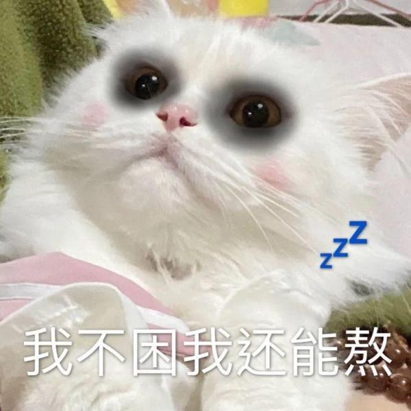治愈人的猫咪图片合集（盘点抖音最火的猫猫头像）