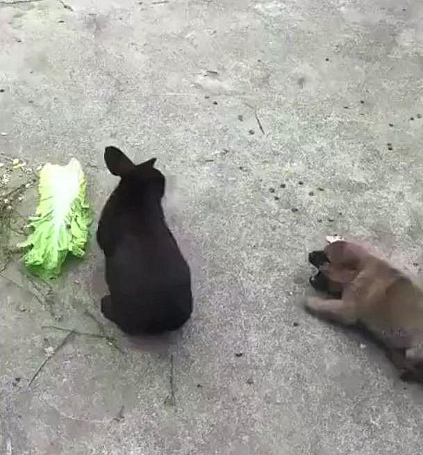 养宠物兔子要注意什么