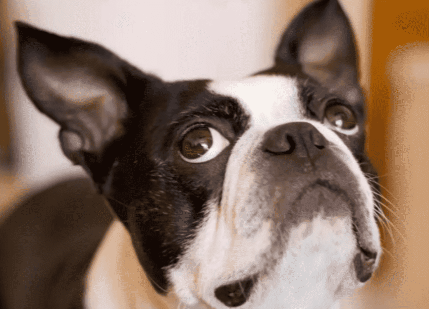 狗不好好护理会出现什么疾病（附：狗呼吸急促肚子鼓动怎么了）