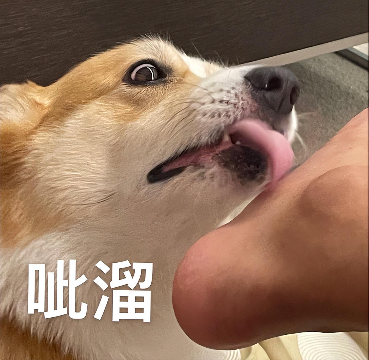 柯基犬怎么喂养（告诉你养柯基的七大好处）