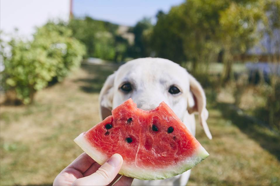 拉布拉多猎犬喜欢吃什么（分享拉布拉多喜欢吃的6种食物）