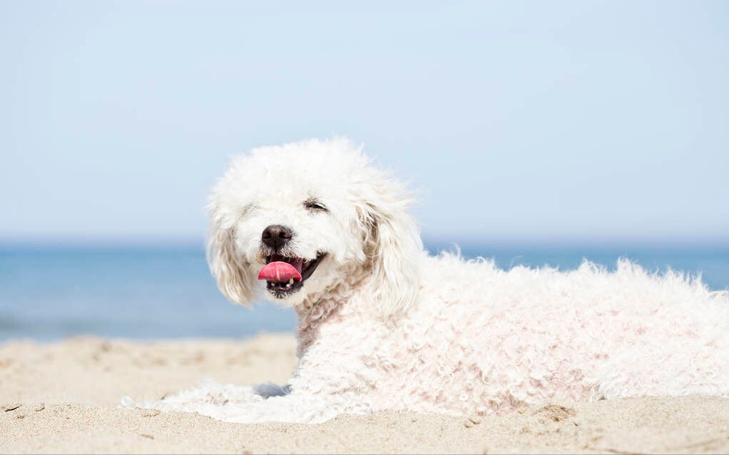 迷你贵宾犬好养吗（了解养贵宾犬的性格优点和缺点）