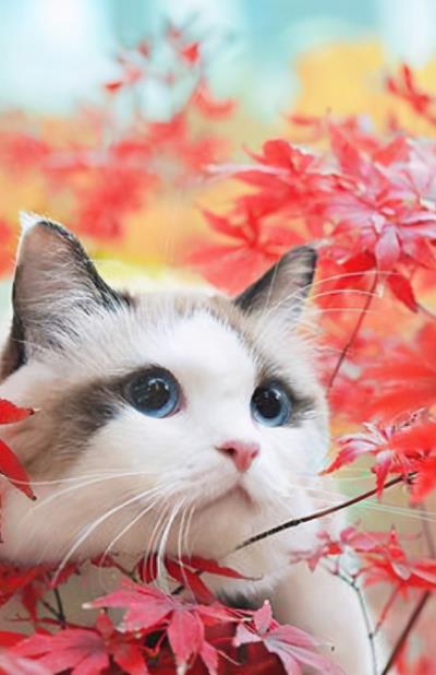 布偶猫的优缺点（布偶猫的特点）