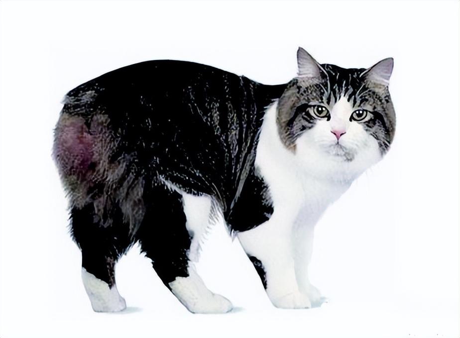 猫的图片大全大图侧面（看图识小猫猫品种大全）