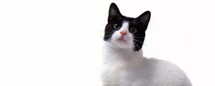 猫应激反应后死了的原因