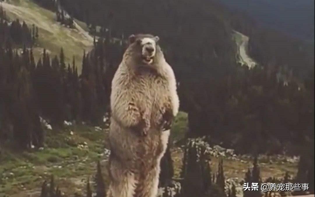 为何专家不给养土拨鼠为宠物