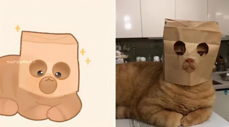 治愈人的猫咪图片合集（盘点抖音最火的猫猫头像）