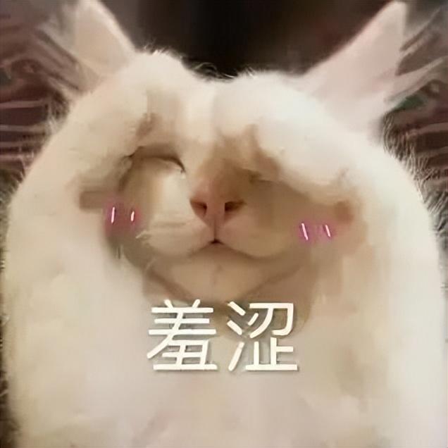 猫生产过程需几个小时(猫生产需要多久时间)