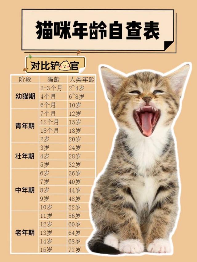 猫咪多大算成猫(十二个月左右)