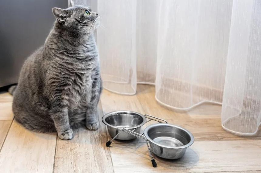 公猫太胖了怎么办（ 分享猫咪减肥知识大全）