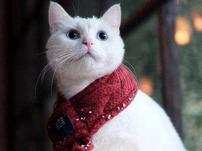 （小）猫感冒症状能自愈吗