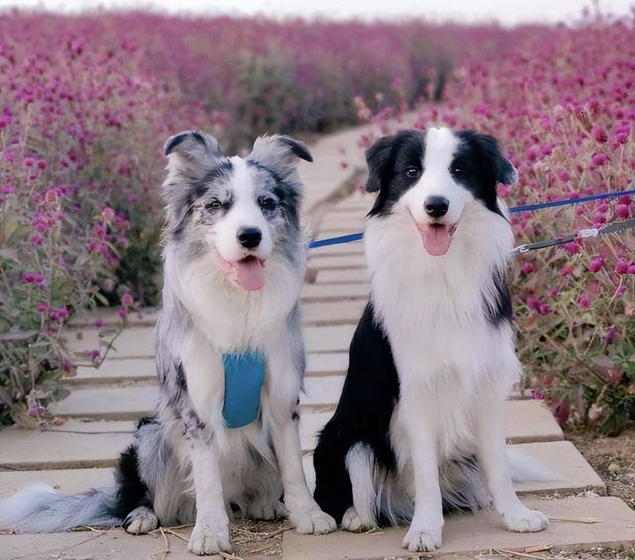 盘点六大适合新手养的狗狗(新手养什么狗最省心)