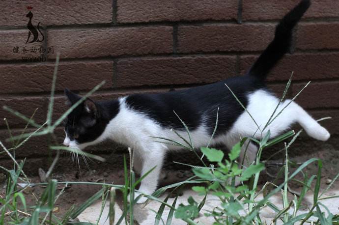 布偶绝对不能养公猫的理由（盘点布偶最难过的3个表现）