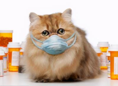 小猫感冒了怎么办（怎么照顾生病的猫咪）