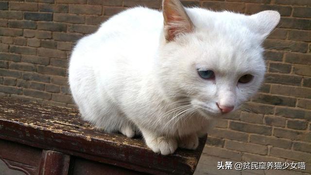 猫生几只最吉利民间说法(猫生了9只民间的说法)