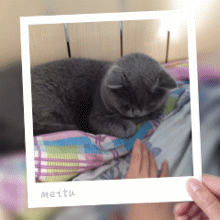 为什么不建议养英短蓝白(英短蓝白好养吗)