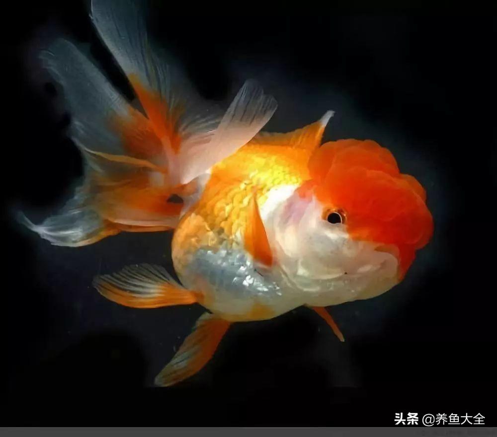 适合新手养的金鱼品种推荐(好养的金鱼品种有哪些)