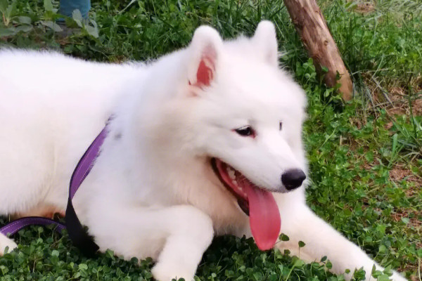 建议家养的大型犬清单(介绍1-10名温和而亲切的大型犬种)