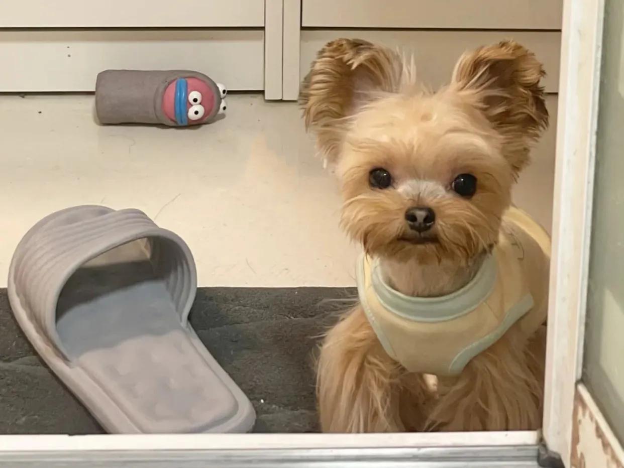 约克夏怎么养最好