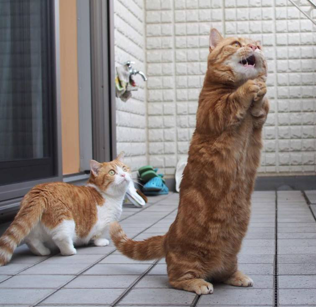 橘白猫性格优点缺点是什么(橘白猫性格优点缺点分析)