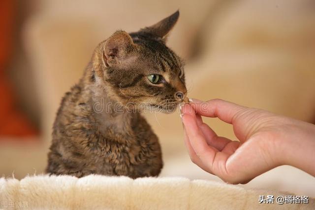 猫咪不洗澡真的不脏吗(不洗澡的猫咪脏么)