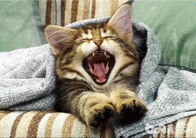 猫咪一直叫是什么原因（猫咪经常喵叫的原因）