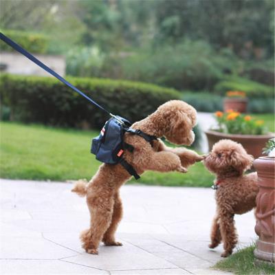 一岁多的泰迪怎么养(泰迪一生的饲养全攻略)