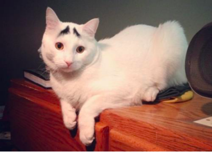 2个月小猫太脏怎么办（附：短毛猫2-3个月洗1次）